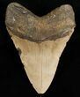 Bargain Megalodon Shark Tooth #6659-2